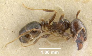 Media type: image;   Entomology 9078 Aspect: habitus lateral view